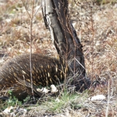 Tachyglossus aculeatus (Short-beaked Echidna) at Dunlop, ACT - 3 Jul 2019 by KumikoCallaway