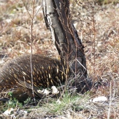 Tachyglossus aculeatus (Short-beaked Echidna) at Molonglo River Reserve - 3 Jul 2019 by KumikoCallaway