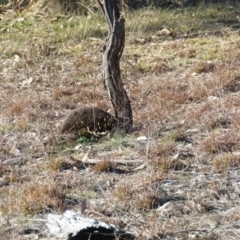 Tachyglossus aculeatus at Molonglo River Reserve - 3 Jul 2019