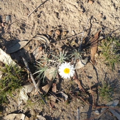 Leucochrysum albicans subsp. tricolor (Hoary Sunray) at Majura, ACT - 28 Jun 2019 by Kym