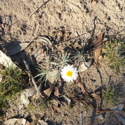 Leucochrysum albicans subsp. tricolor (Hoary Sunray) at Mount Ainslie - 28 Jun 2019 by Kym