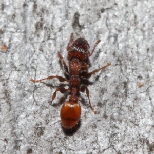 Podomyrma sp. (genus) at Acton, ACT - 3 Jul 2019