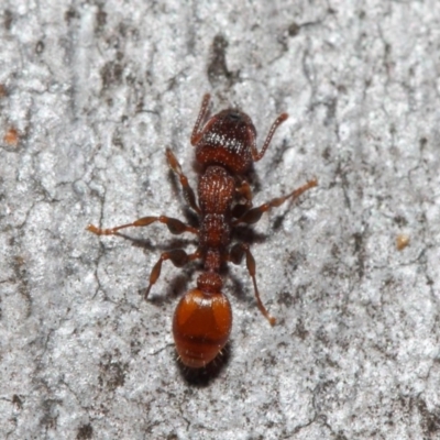 Podomyrma sp. (genus) (Muscleman Tree Ant) at Acton, ACT - 3 Jul 2019 by TimL