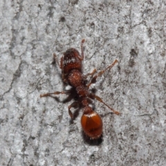 Podomyrma sp. (genus) at Acton, ACT - 3 Jul 2019