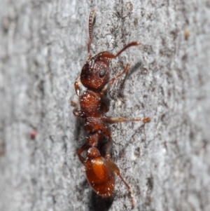 Podomyrma sp. (genus) at Acton, ACT - 3 Jul 2019