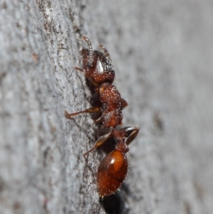 Podomyrma sp. (genus) at Acton, ACT - 3 Jul 2019