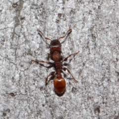 Podomyrma sp. (genus) at Acton, ACT - 3 Jul 2019
