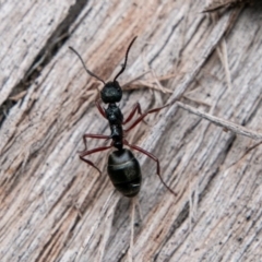 Dolichoderus doriae (Dolly ant) at Tidbinbilla Nature Reserve - 3 Jul 2019 by SWishart