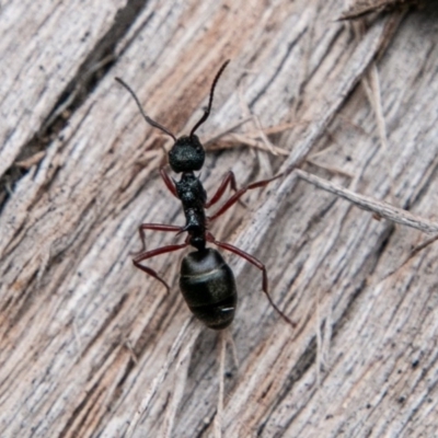 Dolichoderus doriae (Dolly ant) at Tidbinbilla Nature Reserve - 3 Jul 2019 by SWishart