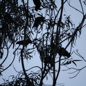 Callocephalon fimbriatum at Hughes, ACT - suppressed