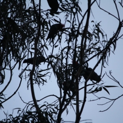Callocephalon fimbriatum (Gang-gang Cockatoo) at Red Hill to Yarralumla Creek - 4 Jul 2019 by LisaH