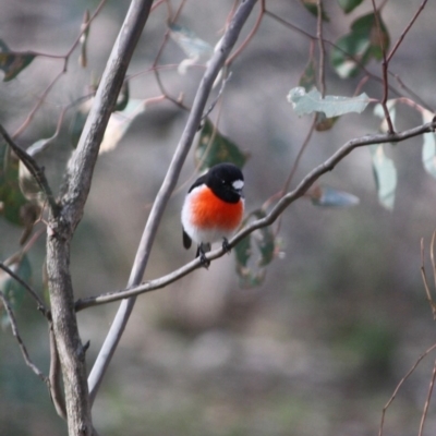 Petroica boodang (Scarlet Robin) at Federal Golf Course - 4 Jul 2019 by LisaH