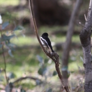 Petroica boodang at Hughes, ACT - 4 Jul 2019 03:06 PM