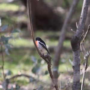 Petroica boodang at Hughes, ACT - 4 Jul 2019 03:06 PM