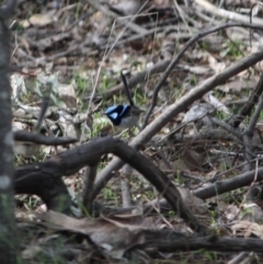 Malurus cyaneus (Superb Fairywren) at Red Hill Nature Reserve - 4 Jul 2019 by LisaH