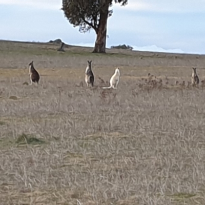 Macropus giganteus (Eastern Grey Kangaroo) at Murrumbateman, NSW - 4 Jul 2019 by Mickm