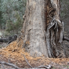 Zanda funerea at Red Hill Nature Reserve - 4 Jul 2019 by LisaH