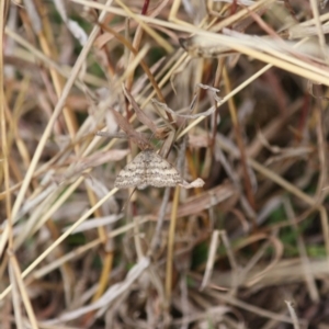 Scopula rubraria at Deakin, ACT - 4 Jul 2019