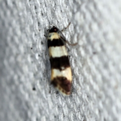 Lichenaula arisema (A Xyloryctine moth) at O'Connor, ACT - 9 Dec 2018 by ibaird