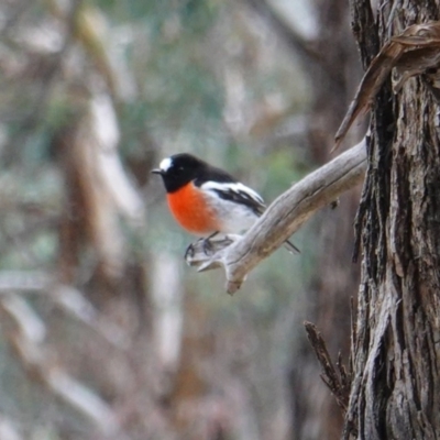 Petroica boodang (Scarlet Robin) at Hughes, ACT - 4 Jul 2019 by JackyF