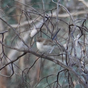 Malurus cyaneus at Deakin, ACT - 4 Jul 2019 03:06 PM