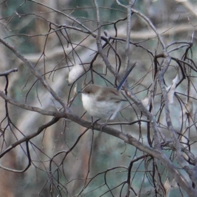 Malurus cyaneus (Superb Fairywren) at Red Hill Nature Reserve - 4 Jul 2019 by JackyF