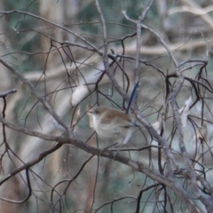 Malurus cyaneus at Deakin, ACT - 4 Jul 2019