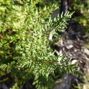 Cheilanthes sieberi at Deakin, ACT - 4 Jul 2019 03:33 PM