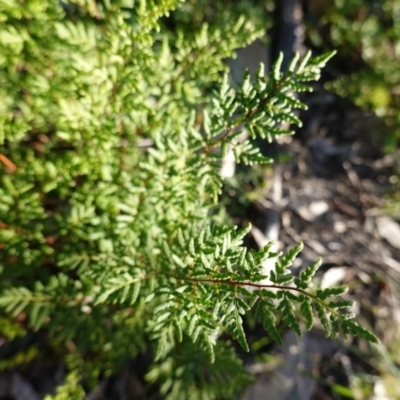 Cheilanthes sieberi (Rock Fern) at Red Hill Nature Reserve - 4 Jul 2019 by JackyF