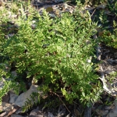 Cheilanthes sieberi at Deakin, ACT - 4 Jul 2019 03:33 PM