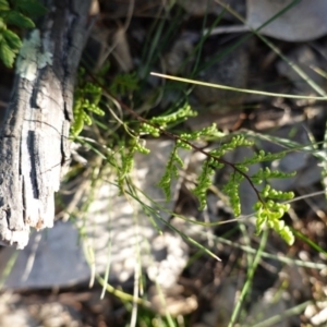 Cheilanthes sieberi at Deakin, ACT - 4 Jul 2019 03:33 PM