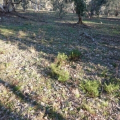 Cheilanthes sieberi at Deakin, ACT - 4 Jul 2019