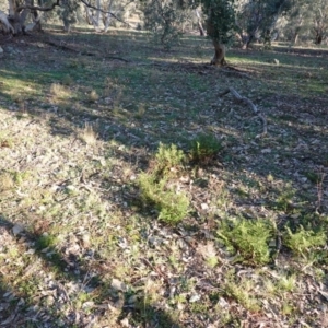 Cheilanthes sieberi at Deakin, ACT - 4 Jul 2019 03:33 PM