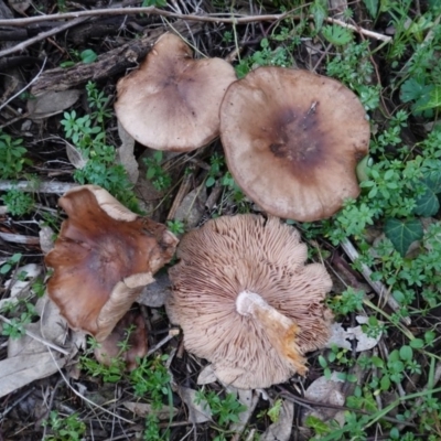 zz agaric (stem; gills not white/cream) at Red Hill Nature Reserve - 4 Jul 2019 by JackyF