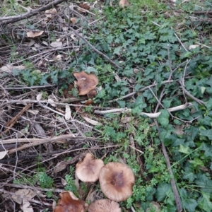 zz agaric (stem; gills not white/cream) at Deakin, ACT - 4 Jul 2019 04:38 PM