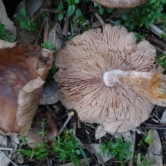 zz agaric (stem; gills not white/cream) at Deakin, ACT - 4 Jul 2019 04:38 PM