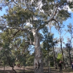 Eucalyptus polyanthemos (Red Box) at Deakin, ACT - 26 Jun 2019 by JackyF