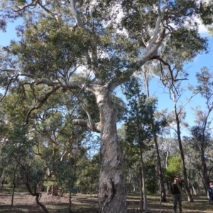 Eucalyptus polyanthemos at GG162 - 26 Jun 2019 11:18 AM