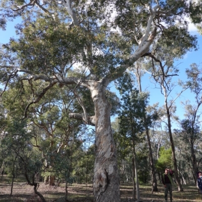 Eucalyptus polyanthemos (Red Box) at Deakin, ACT - 26 Jun 2019 by JackyF