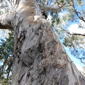 Eucalyptus polyanthemos at GG162 - 26 Jun 2019