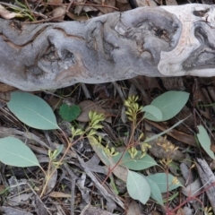 Eucalyptus polyanthemos at GG162 - 26 Jun 2019 11:18 AM