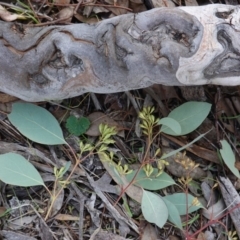 Eucalyptus polyanthemos at Deakin, ACT - 26 Jun 2019