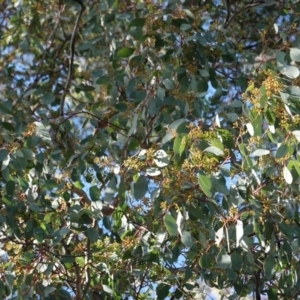 Eucalyptus polyanthemos at Deakin, ACT - 26 Jun 2019