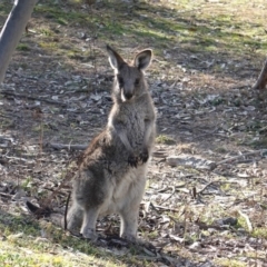Macropus giganteus (Eastern Grey Kangaroo) at Red Hill to Yarralumla Creek - 4 Jul 2019 by JackyF