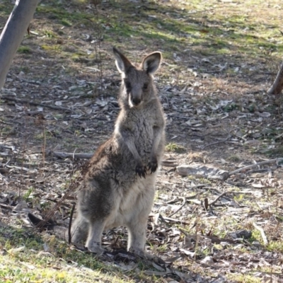 Macropus giganteus (Eastern Grey Kangaroo) at Red Hill Nature Reserve - 4 Jul 2019 by JackyF