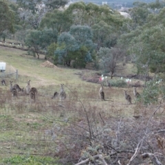 Macropus giganteus at Hughes, ACT - 4 Jul 2019 02:56 PM