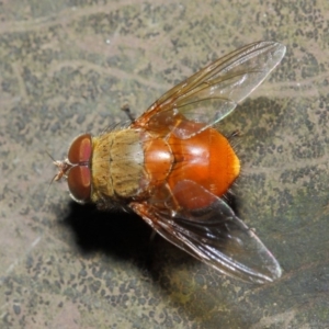 Calliphora ochracea at Acton, ACT - 4 Jul 2019