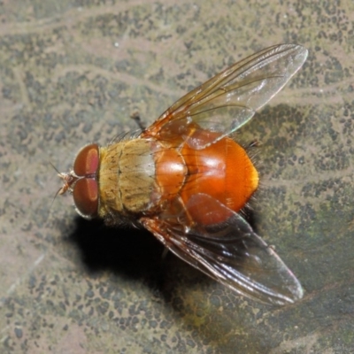 Calliphora ochracea (Reddish Brown blowfly) at Acton, ACT - 4 Jul 2019 by TimL