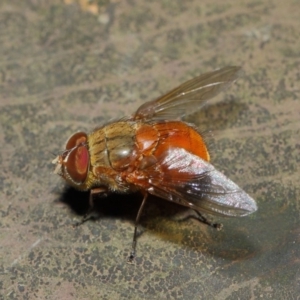 Calliphora ochracea at Acton, ACT - 4 Jul 2019