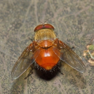 Calliphora ochracea at Acton, ACT - 4 Jul 2019 01:24 PM